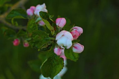 Baharda bahçede açan elma dalı.
