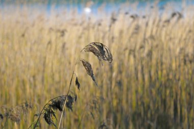 Gri kamışların göl ya da nehir kenarındaki görüntüsü