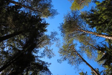 Mavi gökyüzüne karşı ağaçların alt manzarası
