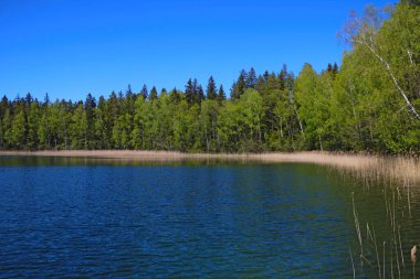 Güneşli bir günde ormanın yakınında güzel bir göl manzarası
