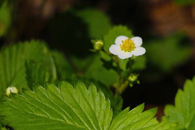 Bahar ormanında çiçek açan genç çilekler.