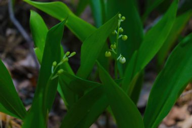 Ormandaki vadide çiçek açan genç zambaklar.