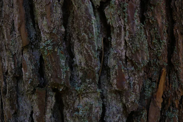 Büyük bir ağaç gövdesinin kabuğuna yakın plan.