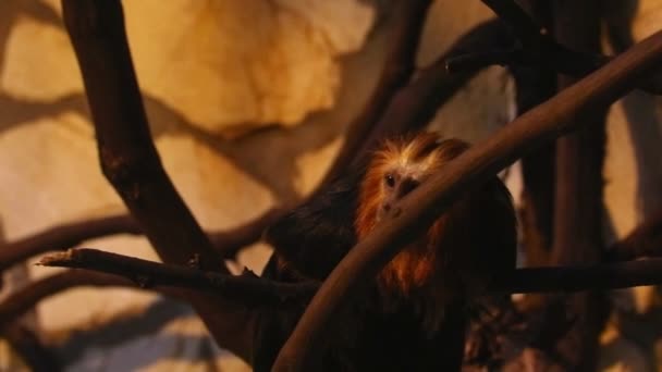 Μια Μικρή Χαριτωμένη Μαϊμού Κάθεται Ένα Δέντρο — Αρχείο Βίντεο