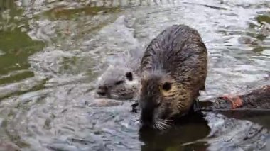 Nutria suda yüzer ve yıkanır. Nutria mükemmel bir şekilde yüzer ve dalır..