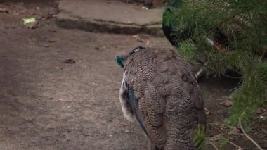 Yetişkin bir tavus kuşuna yakın çekim. Güzel renkli kuyruk.