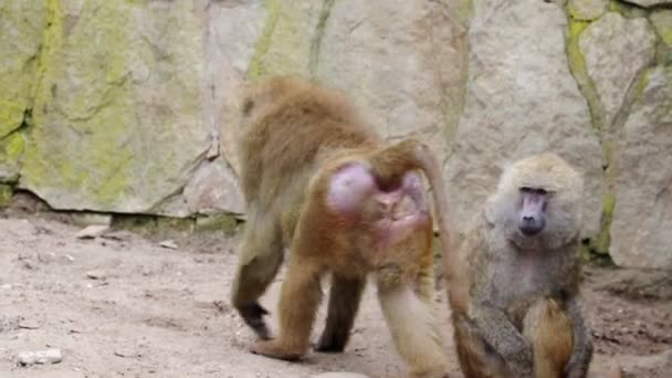 Close Macaco Procura Comida Comer — Vídeo de Stock