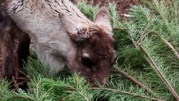 松の枝を食べる鹿のクローズアップ — ストック動画