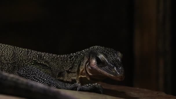 Persikohalsad Monitor Eller Varanus Jobiensis Även Känd Som Sepikmonitorn — Stockvideo