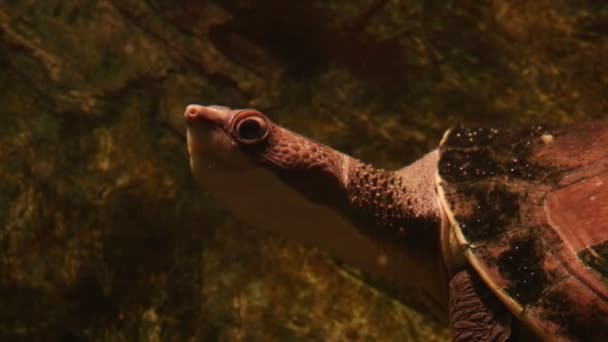 Beautiful Big Nosed Turtle Water Close — Video