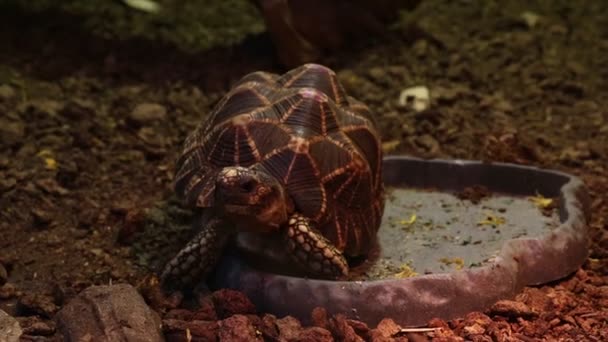 Close Adult Turtle Breathes Actively — Stock Video