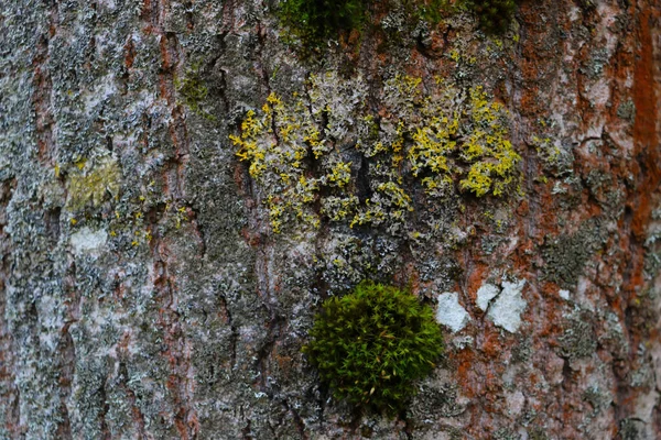 The bark of the tree trunk is covered with moss