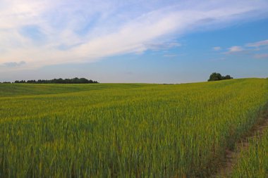 Kırsalda güneşli bir yaz gününde güzel yeşil buğday tarlası