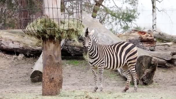 Close Van Een Zebra Die Hooi Groen Gras Eet — Stockvideo