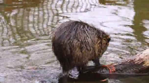 Close Nutria Which Washed Water — Stock Video