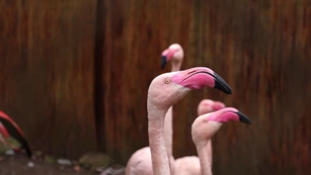 Крупный План Розового Фламинго Который Быстро Поворачивает Голову — стоковое видео