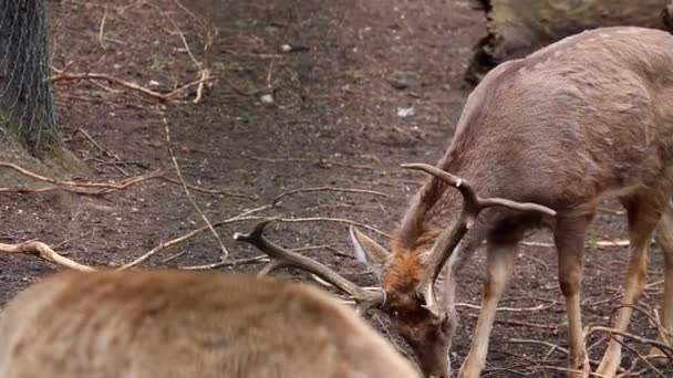 大人の鹿が地面に食べ物を探しています — ストック動画