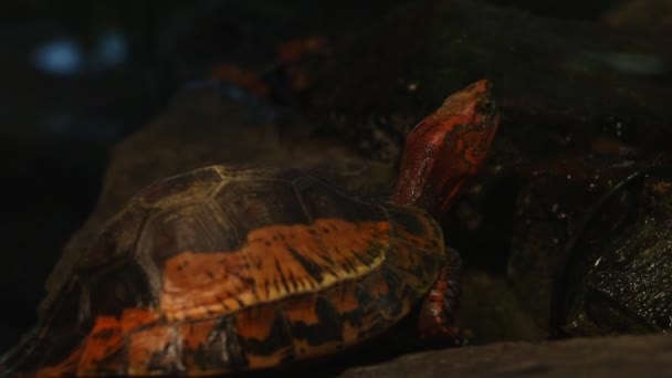 Close Red Turtle Runs Its Neck — Stock Video
