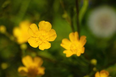 Parkta genç sarı bahar çiçekleri