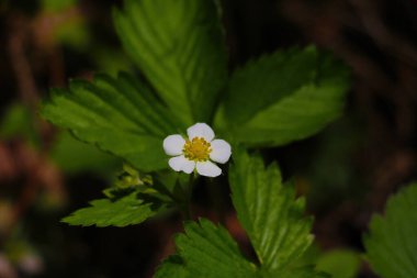 Ormanda baharda açan çilek manzarası