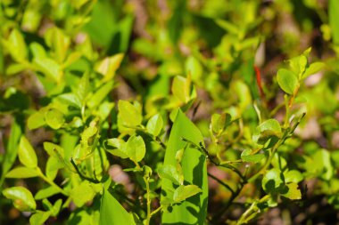 Güneşli bir günde baharda ormanda genç yeşil bitkiler