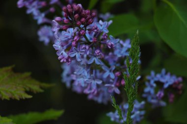 İlkbaharda açan leylak kokulu bir dal