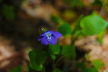 Genç yeşil bitkiler ve çimenler ormanda