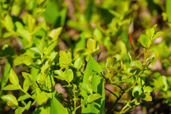 Güneşli bir günde baharda ormanda genç yeşil bitkiler