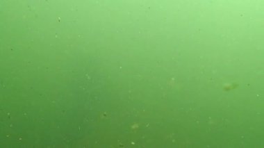 Büyük bir akvaryumda yeşil çamurlu su manzarası.