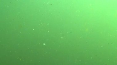 Gölde ya da nehirde yeşil çamurlu su.