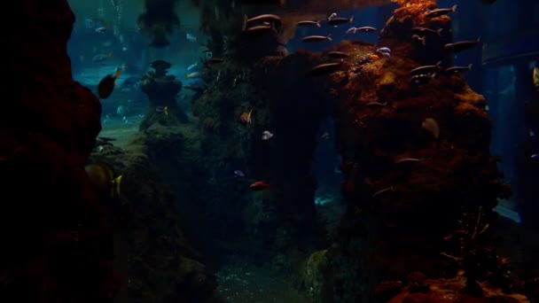 Verschillende Vissen Zwemmen Langzaam Een Groot Aquarium — Stockvideo