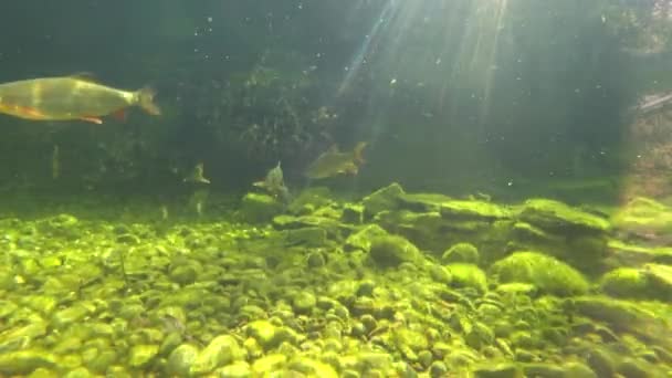 Vista Cámara Bajo Agua Los Peces Nadan Lentamente — Vídeos de Stock