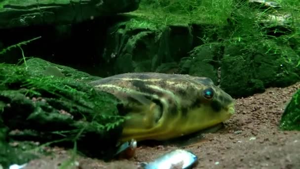 小鱼在海藻和沙子中游泳 — 图库视频影像