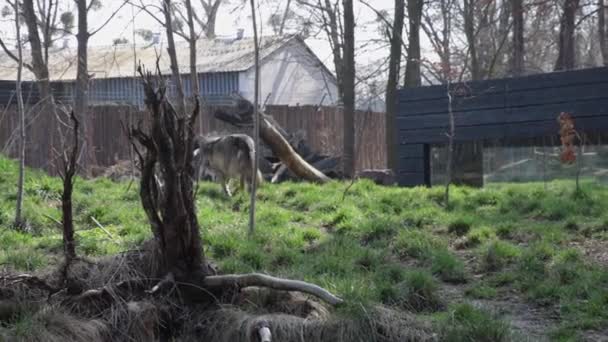 Blick Auf Einen Ausgewachsenen Wolf Ein Männchen Das Gras Spaziert — Stockvideo