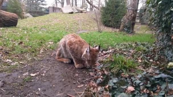 Mooie Wilde Kat Lynx Grote Ogen Vacht Roofdier — Stockvideo