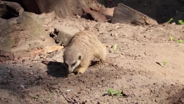 Close Van Een Meerkat Die Naar Het Toilet Gaat — Stockvideo