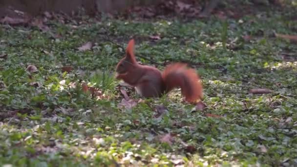 Close Squirrel Sitting Grass Eating — Stock Video