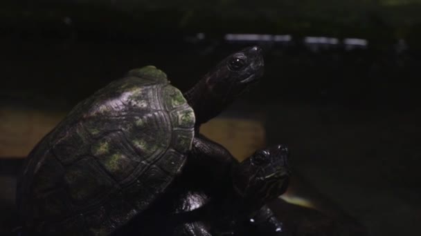 Pequenas Tartarugas Pretas Sentam Cima Umas Das Outras Close — Vídeo de Stock