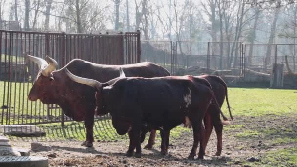 Eine Gruppe Großer Kühe Zoo Watussi — Stockvideo