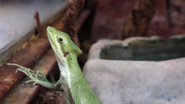 Hermoso Lagarto Verde Congeló Lugar — Vídeos de Stock