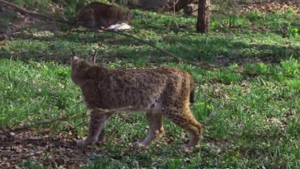 Close Lynx Walks Forest — Stock Video