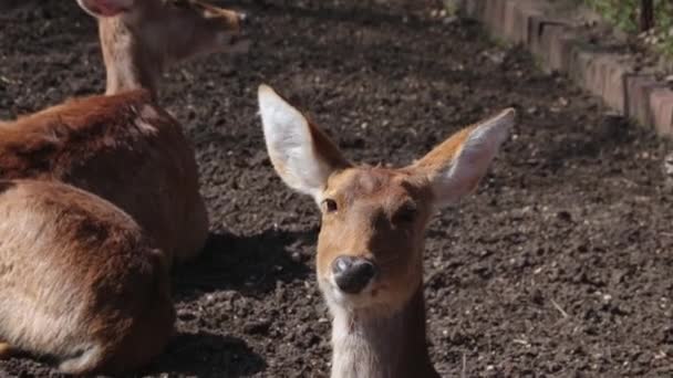 Lustiges Reh Mit Großen Ohren Aus Nächster Nähe — Stockvideo