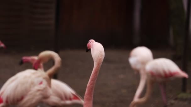 Rosa Flamingos Snabba Att Vrida Huvudet — Stockvideo