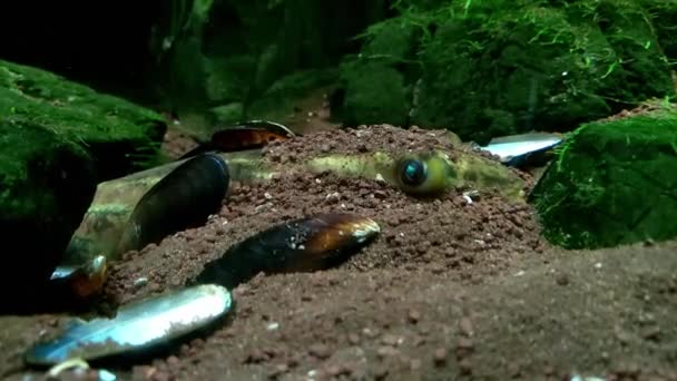 Poisson Est Endormi Dans Sable Respire Beaucoup — Video