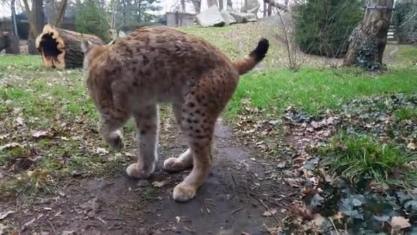 Κοντινό Πλάνο Ένα Lynx Αγριόγατα Πήρε Ένα Φύλλο Στα Δόντια — Αρχείο Βίντεο