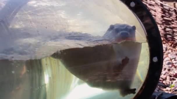 Close Grappige Otter Zwemt Het Water — Stockvideo