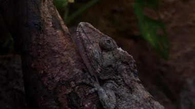 Ağaçta oturan bir bukalemunun yakın çekimi..