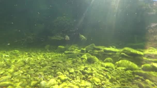 Unterwasseraufnahmen Einem Fluss Oder See Während Fische Schwimmen — Stockvideo