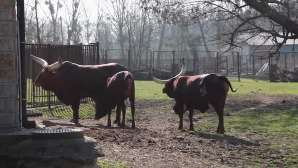 Paar Braune Kühe Mit Großen Hörnern Watussi Aus Nächster Nähe — Stockvideo