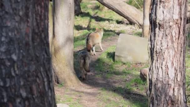 Close Sobre Lobos Que Caminham Longo Das Trilhas Floresta — Vídeo de Stock